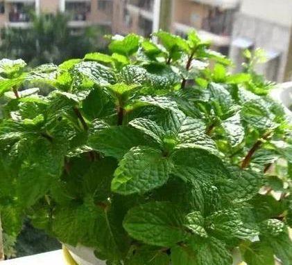 驱蚊的植物有哪些（室内驱蚊子最有效的植物）