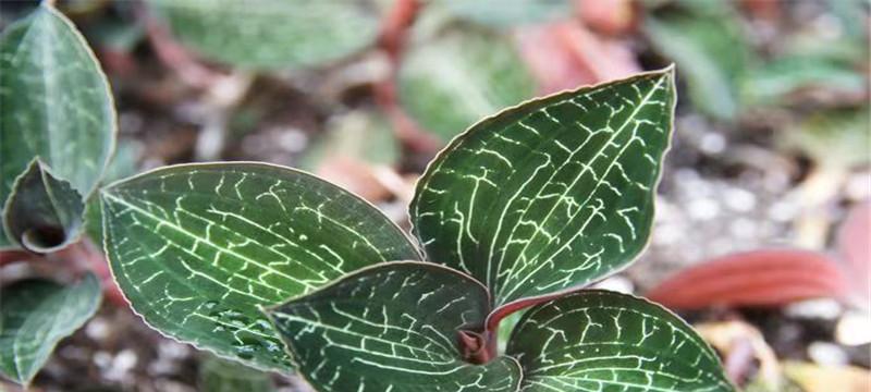 金线莲种植技术方法（打造美丽花园的必备技巧）