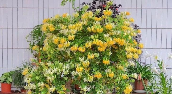 金银花在家里怎么养（盆栽金银花的养殖方法）