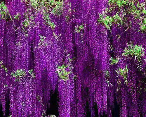 紫色花是什么花（有关紫色花知识大全）