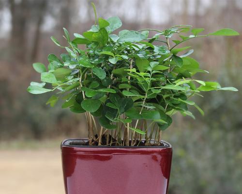 小叶九里香是什么植物（关于九里香图片和药用）