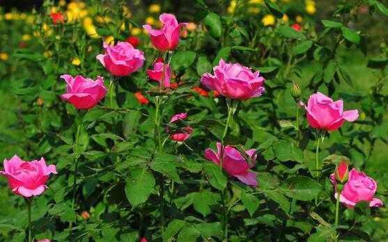 8月可以种植什么花卉（十种适合8月播种的花卉推荐）