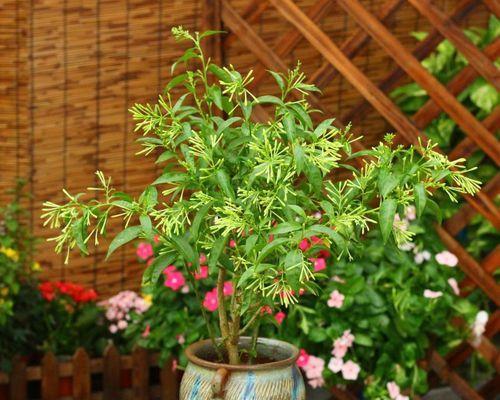 室内驱蚊子的植物花草（种植驱蚊子的植物花草）