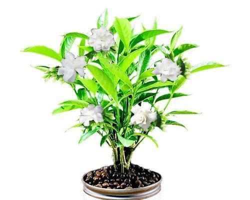 室内驱蚊子的植物花草（种植驱蚊子的植物花草）