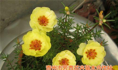 太阳花怎么栽种（太阳花种植方法与技巧）