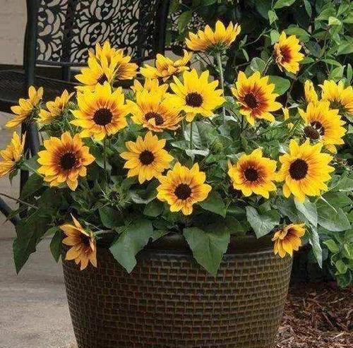 太阳花怎么栽种（太阳花种植方法与技巧）