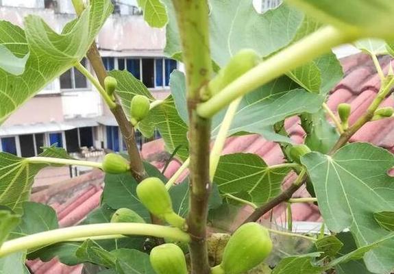 无花果种植技术（无花果种植条件和要求）
