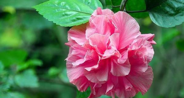 芙蓉花什么时候开花哪个季节好（关于芙蓉花的特点介绍）