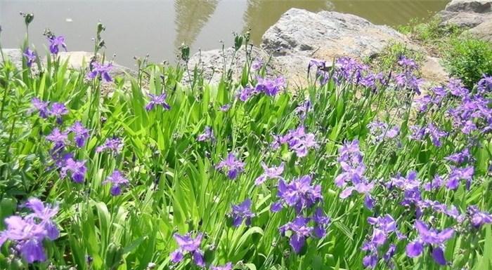 蓝花鸢尾怎么种植（详解鸢尾花的种植技术）