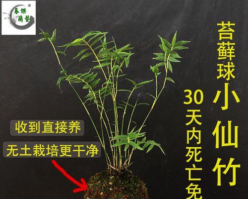 竹子的品种有哪些（盘点六种受欢迎的竹子种类）