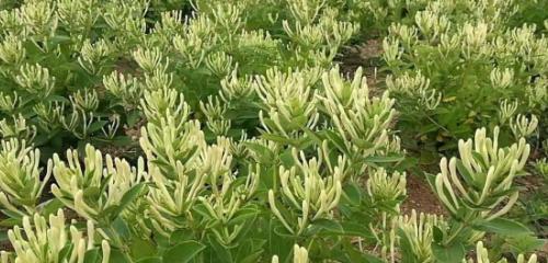 金银花树怎么种植（金银花种植栽培技术要点）