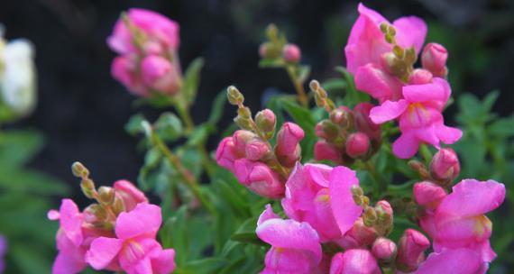 金鱼草一年开几次花（金鱼草花期养护要点）