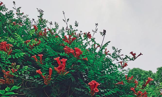 凌霄花几月份开花（有关凌霄花开花时间）