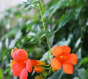 凌霄花几月份开花（有关凌霄花开花时间）