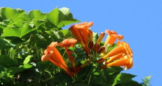 凌霄花几月份开花（有关凌霄花开花时间）