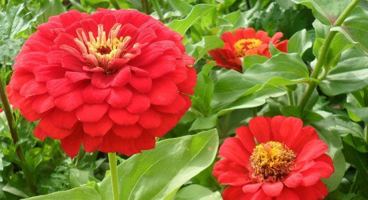 红色的花有哪些（关于红色花卉大全）