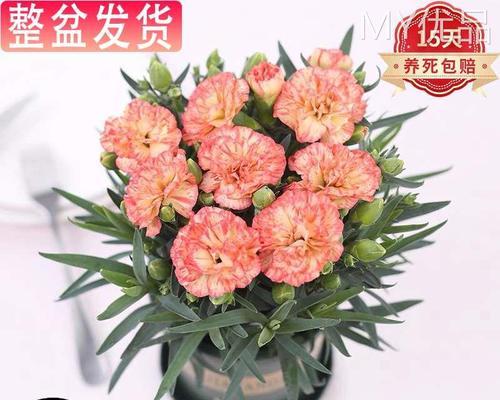 康乃馨的养殖方法和注意事项水养（种植康乃馨的窍门）