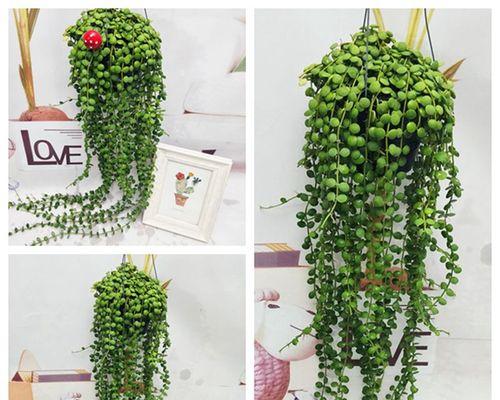 吊兰花怎么养护（养吊兰的正确方法）