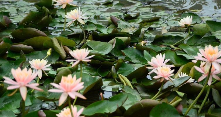 睡莲种植方法技巧（水培睡莲方法讲解）