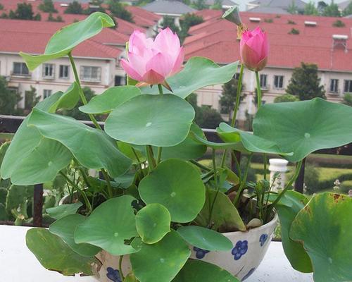 睡莲种植方法技巧（水培睡莲方法讲解）