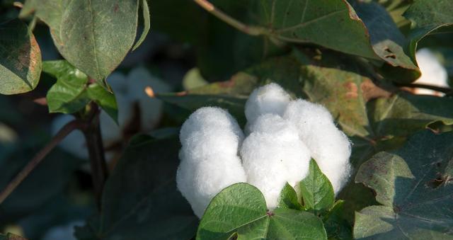 种棉花需要的条件有哪些（棉花种植的技巧与方法）