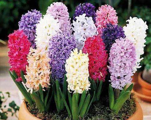 盆花应用的花卉种类（以花瓶、花瓶、花篮等为主要功能的花卉种类及选择）