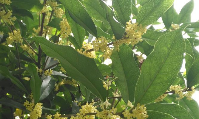 桂花有多少种颜色（桂花种类大全大图）