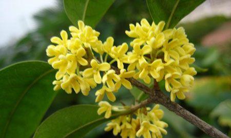 桂花有多少种颜色（桂花种类大全大图）