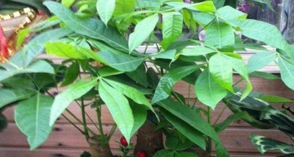 发财树的正确养法（掌握关键，让你的发财树茁壮成长）