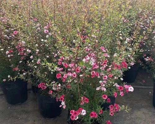 冬天盛开的花都有什么花（盘点冬天十种最美的花）