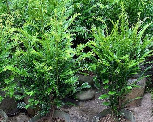 红豆杉好养吗家庭养法（红豆杉的正确养护指南）