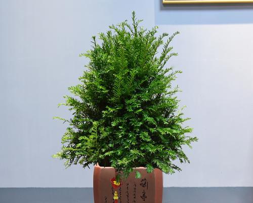 红豆杉好养吗家庭养法（红豆杉的正确养护指南）