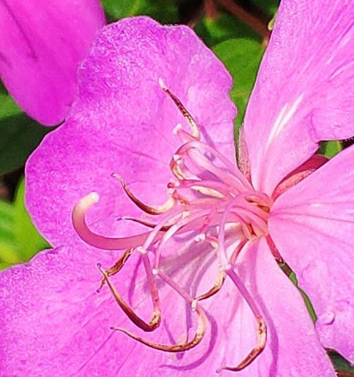 花蕊是花的哪个部位图解（头状花的名字是什么）
