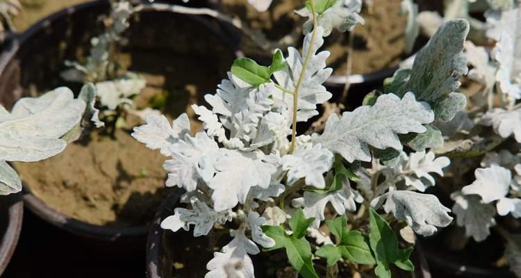 银叶菊的养殖方法（打造美丽花园的秘密武器）