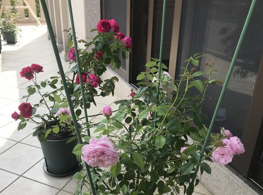 月季花夏天怎么养（分享月季正确的养护知识）