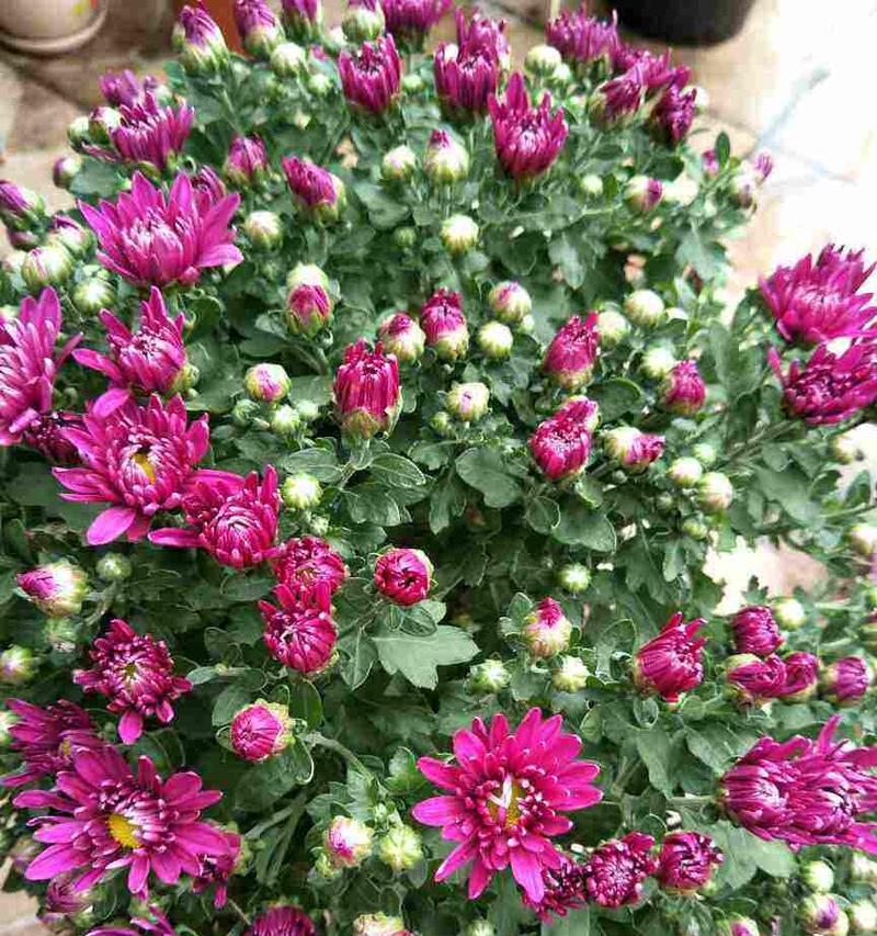 秋天开的花有哪些花朵（盘点秋天最美的十种花）