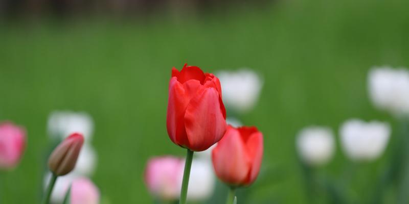 代表友谊的花有哪些（盘点10种象征友谊的花）