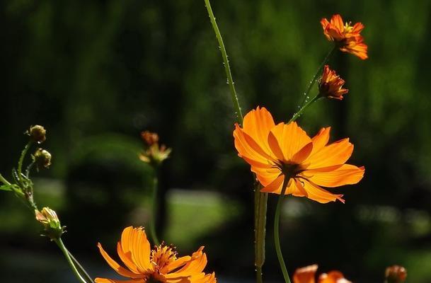 秋天盛开的花有哪些（关于秋季开花的植物介绍）