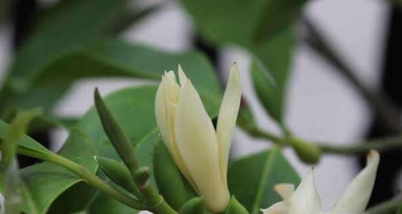 白兰花怎么养（白兰花养殖方法与技巧）