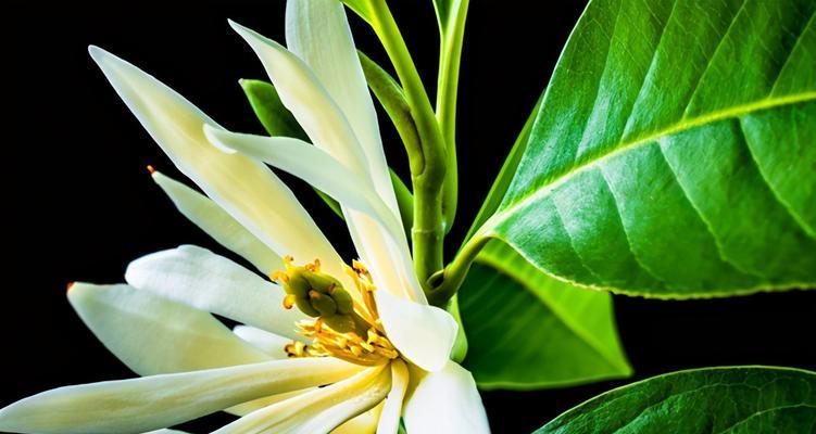 白兰花怎么养（白兰花养殖方法与技巧）