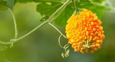 金铃子种植时间和方法（种植金铃子的注意事项）