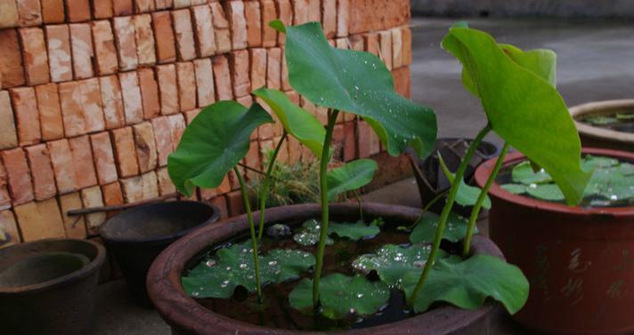 水培碗莲怎么养才能开花（家养碗莲的技巧）