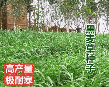 黑麦草种子怎么种植（黑麦草种植方法和条件）