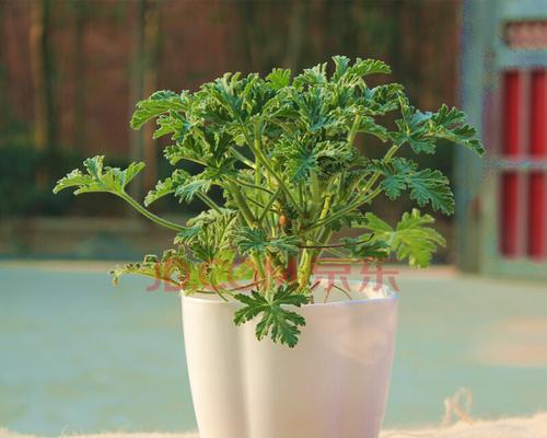 室内驱蚊植物哪种（驱蚊效果的植物排名）