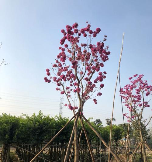 紫花风铃木花期有多长（观赏紫花风铃木花期简介）