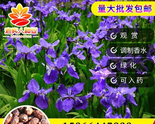 蝴蝶兰种子怎么种（蝴蝶兰种植方法步骤）