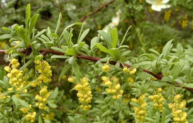 什么叫被子植物（绿化植物大全）