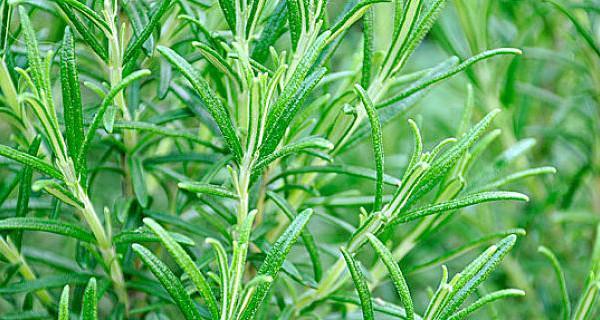 香草是什么植物（常见香草的种类）
