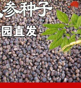 西洋参怎么种植（西洋参种植技术和管理）