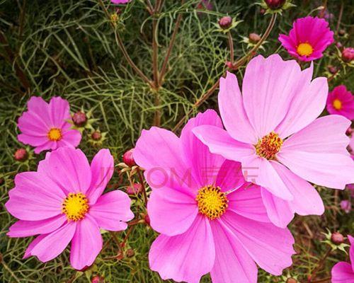 波斯菊和格桑花的区别是什么（有关波斯菊和格桑花的区别）